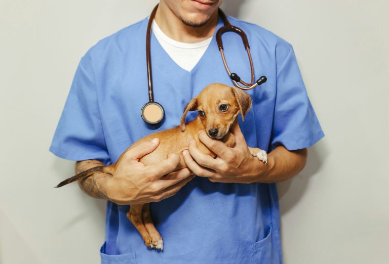 Vet