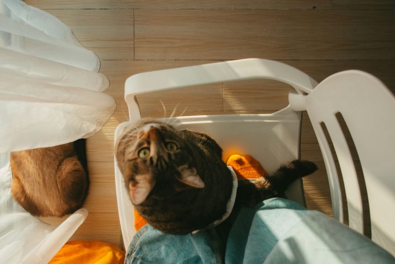 Pet Emergencies